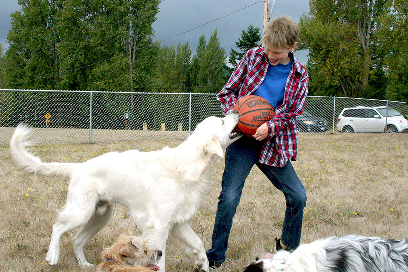 Doggy tug of war: Off-leash park opens at Mountain View Commons in Port Townsend