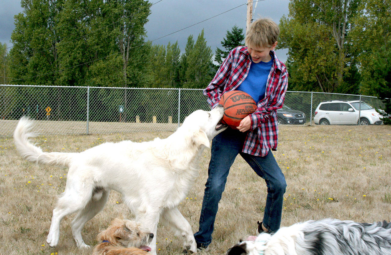 Wynston Becker, 9, plays with Gabe, a golden retriever owned by Mary Armstrong, at the Mountain View Dog Park. The park had a soft opening last week after fencing and gates were installed on the property. (Brian McLean/Peninsula Daily News)