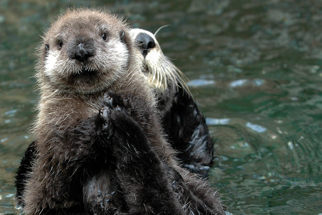 Researcher: Sea otters help to slow climate change - Peninsula Daily News