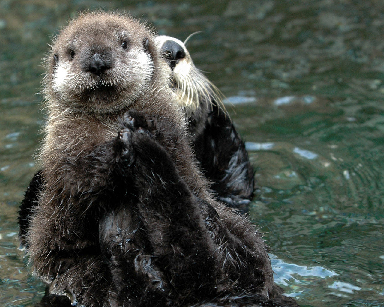 A mother sea otter shows off her young pup. (The Whale Museum)