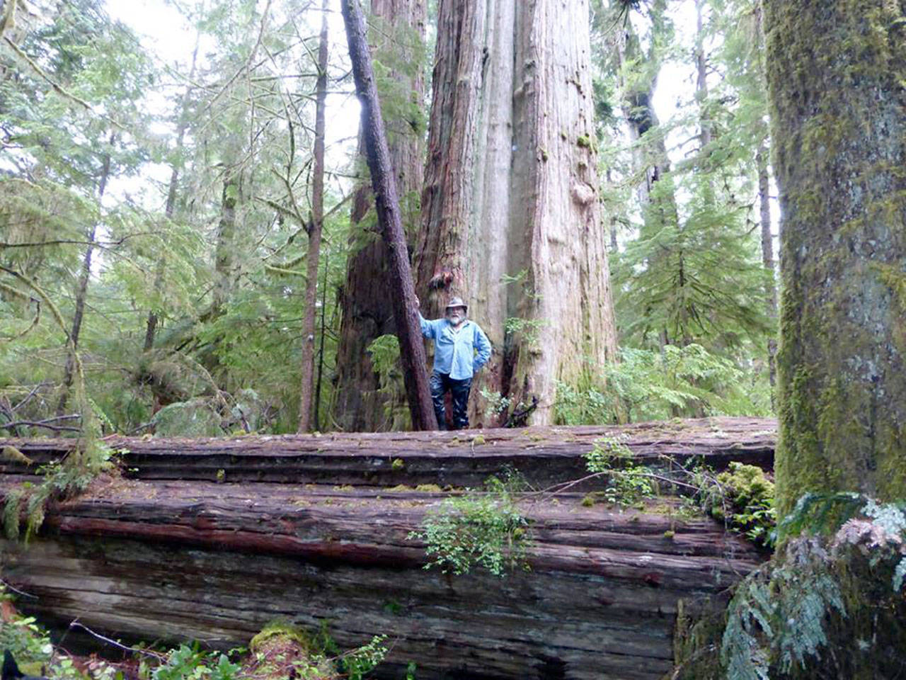 Pat Neal stands on a massive blown down cedar tree. (Pat Neal/for Peninsula Daily News)