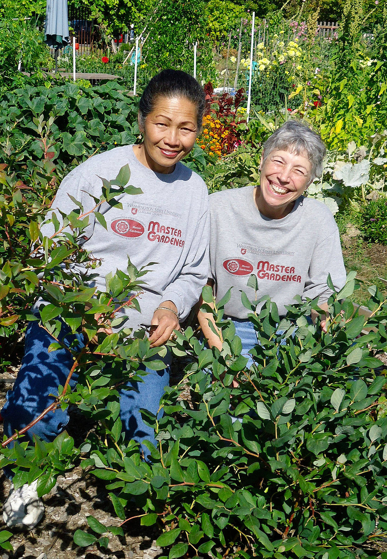 Clallam County Master Gardeners Audreen Williams, left, and Jeanette Stehr-Green will talk about growing blueberries in the Pacific Northwest at the Master Gardener Demonstration Garden on Saturday.