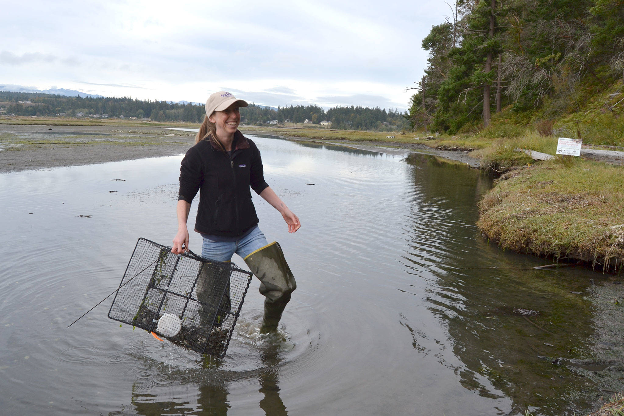 Emily Grason, Crab Team program manager and a marine ecologist, pulls a trap from waters near Indian Island County Park to check for European green crab in September 2018. (Matthew Nash/Olympic Peninsula News Group)