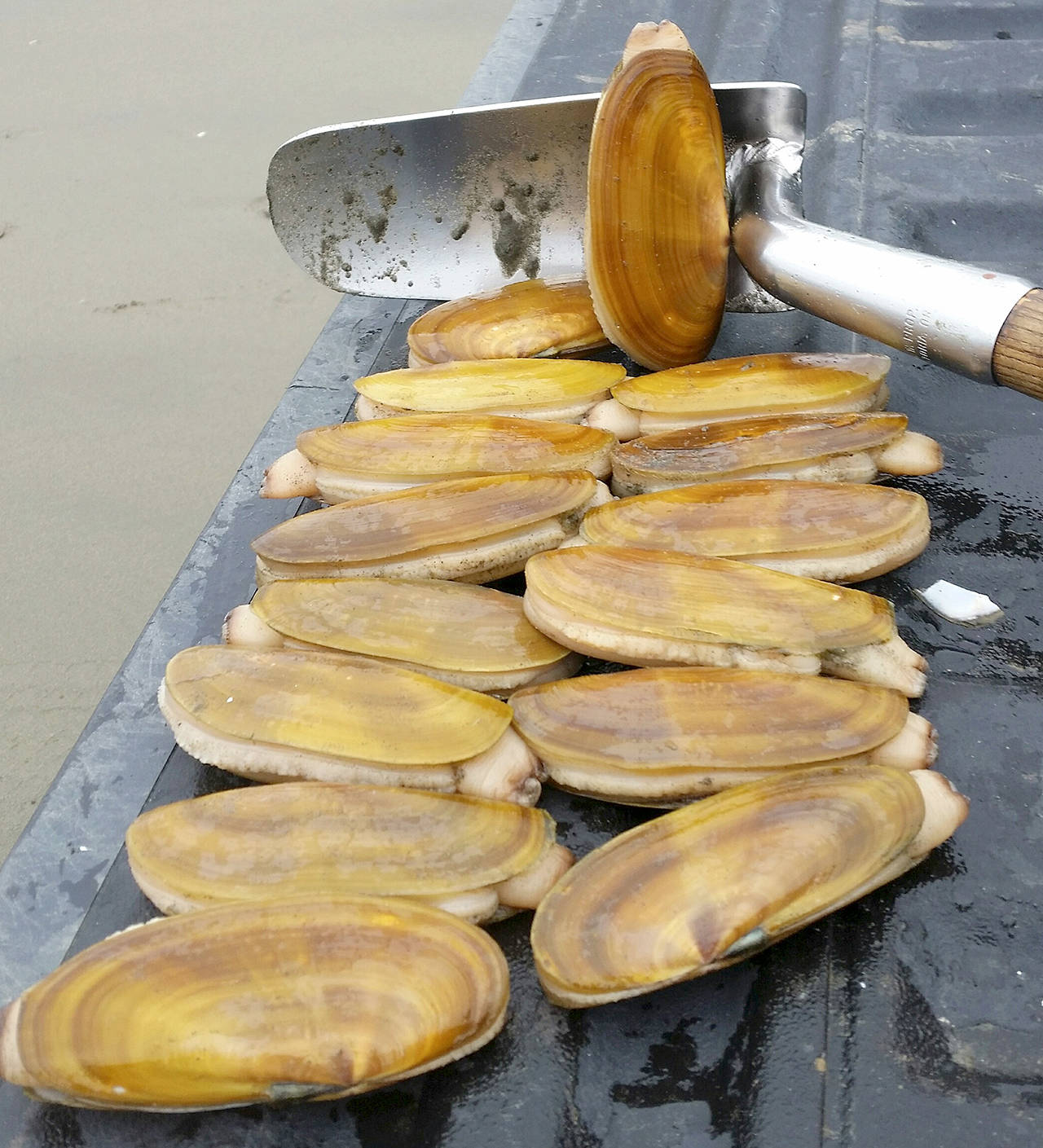 Gear: The Best Gear For Razor Clamming (Part 3) - The Perfect Tide