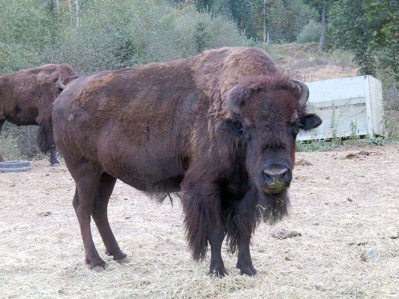 A bison stands in a field at Center Valley Animal Rescue in Quilcene. The animals spent the winter at a farm in Washougal but have been back at the Jefferson County facility since this spring. (Center Valley Animal Rescue)