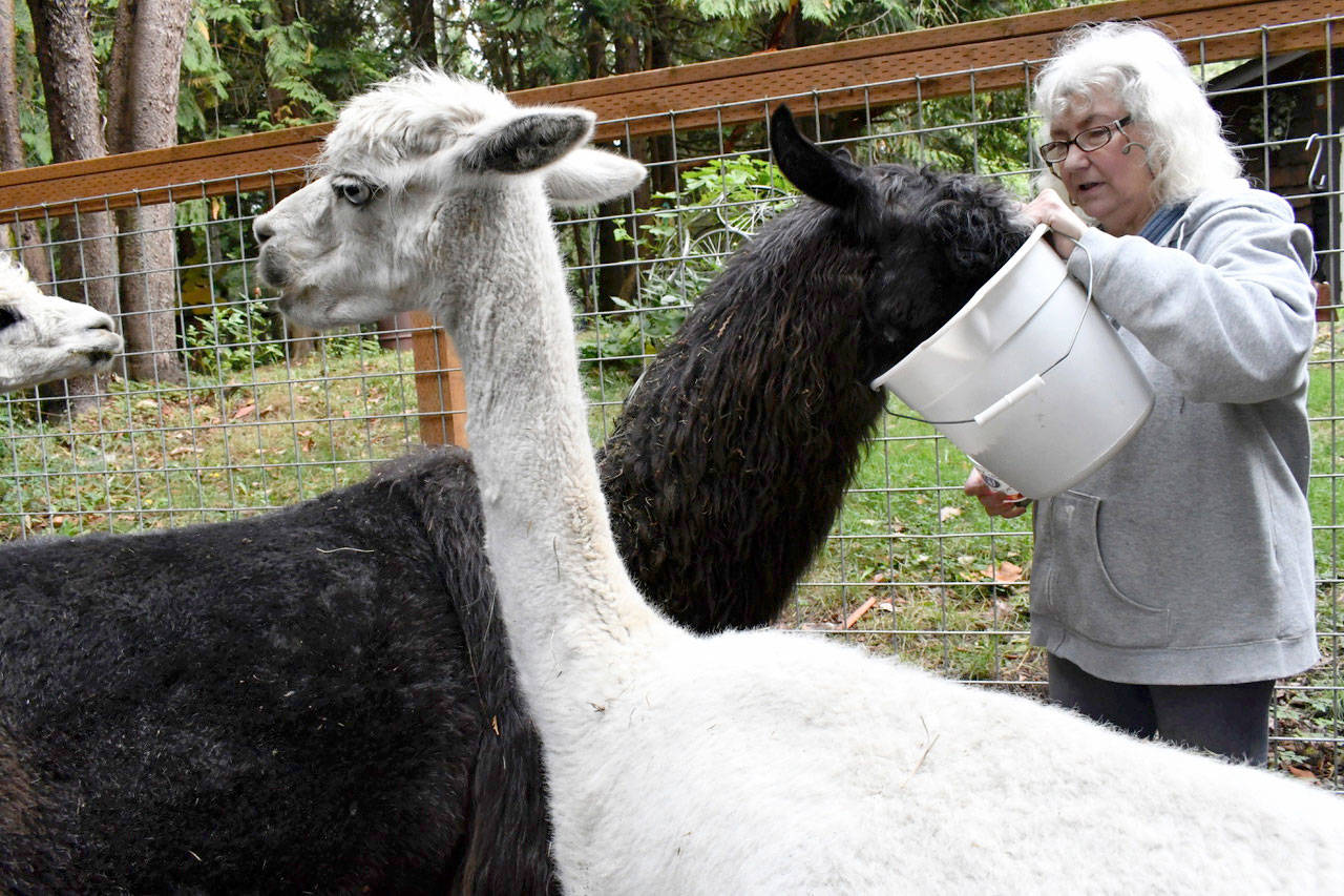 Karen Rose of Rosebud Ranch in Port Townsend feeds her llama, Christie, as some of her menagerie of alpacas wait their turn at the 2018 Jefferson County Farm Tour. (Peninsula Daily News file)