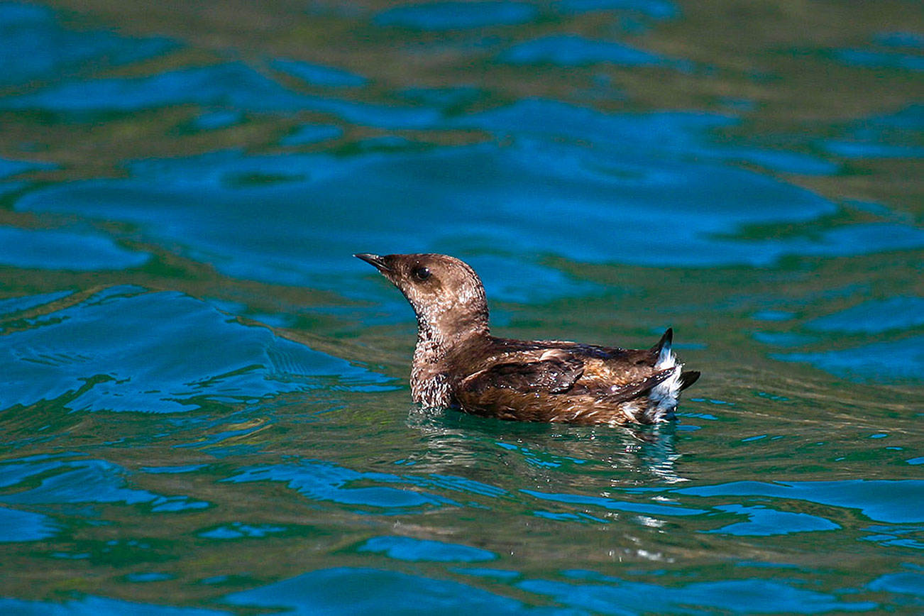 Final impact statement on marbled murrelet plan issued