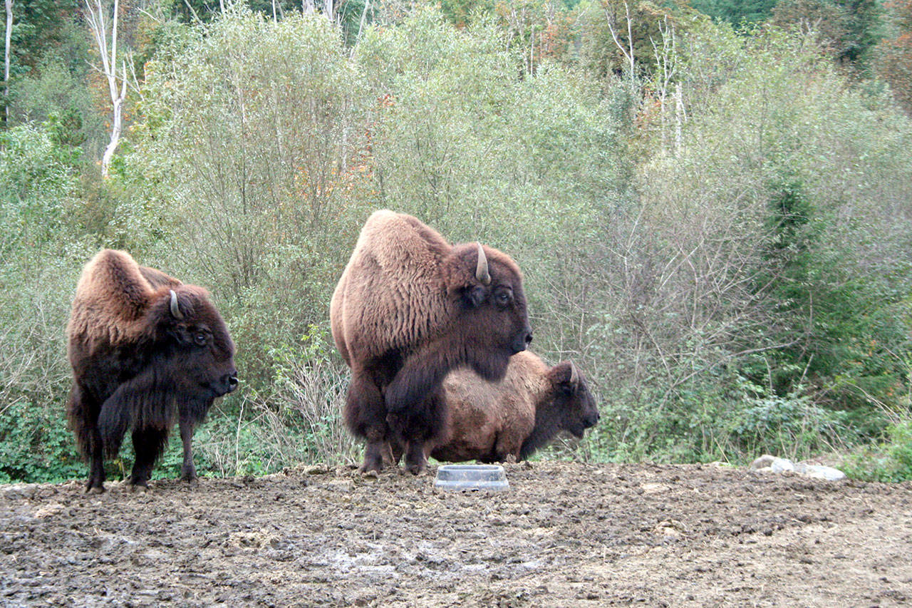 Bison at Center Valley Animal Rescue stand in the pasture Thursday night in Quilcene as workers attempt to entice them into an alleyway and into the back of a trailer. (Brian McLean/Peninsula Daily News)