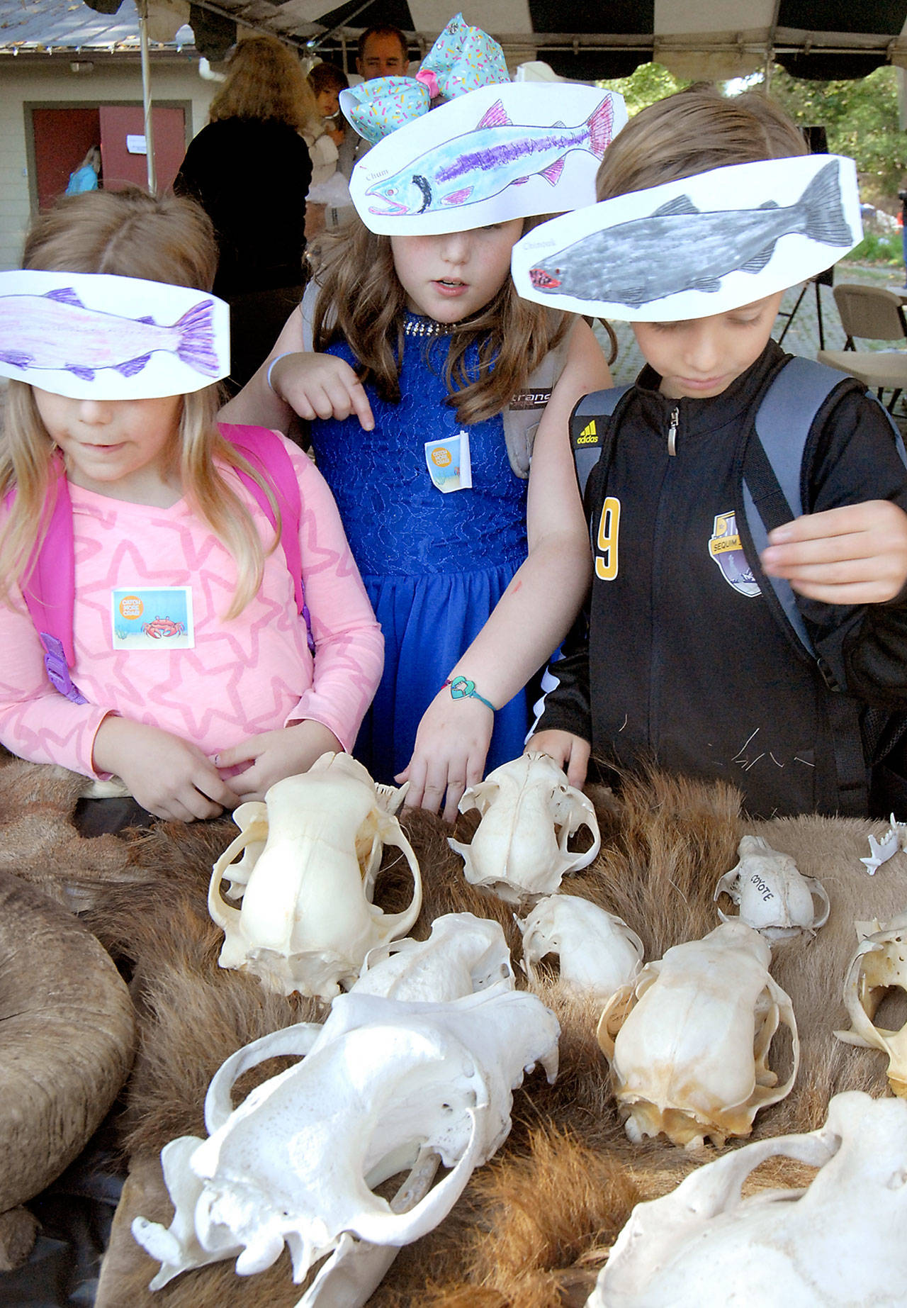 Helen Haller School third graders, from left, Alyssa Lami, Kyra Hartlein and Benaiah Selkklmeyer look over simulated skulls of Pacific Northwest creatures at a traveling display from the Washington Department of Fish and Wildlife as part of the Dungeness River Fest on Friday at Railroad Bridge Park in Sequim. The event, hosted by the Dungeness River Audubon Society, featured a variety of exhibits and activities promoting the natural world and the preservation of the river. (Keith Thorpe/Peninsula Daily News)