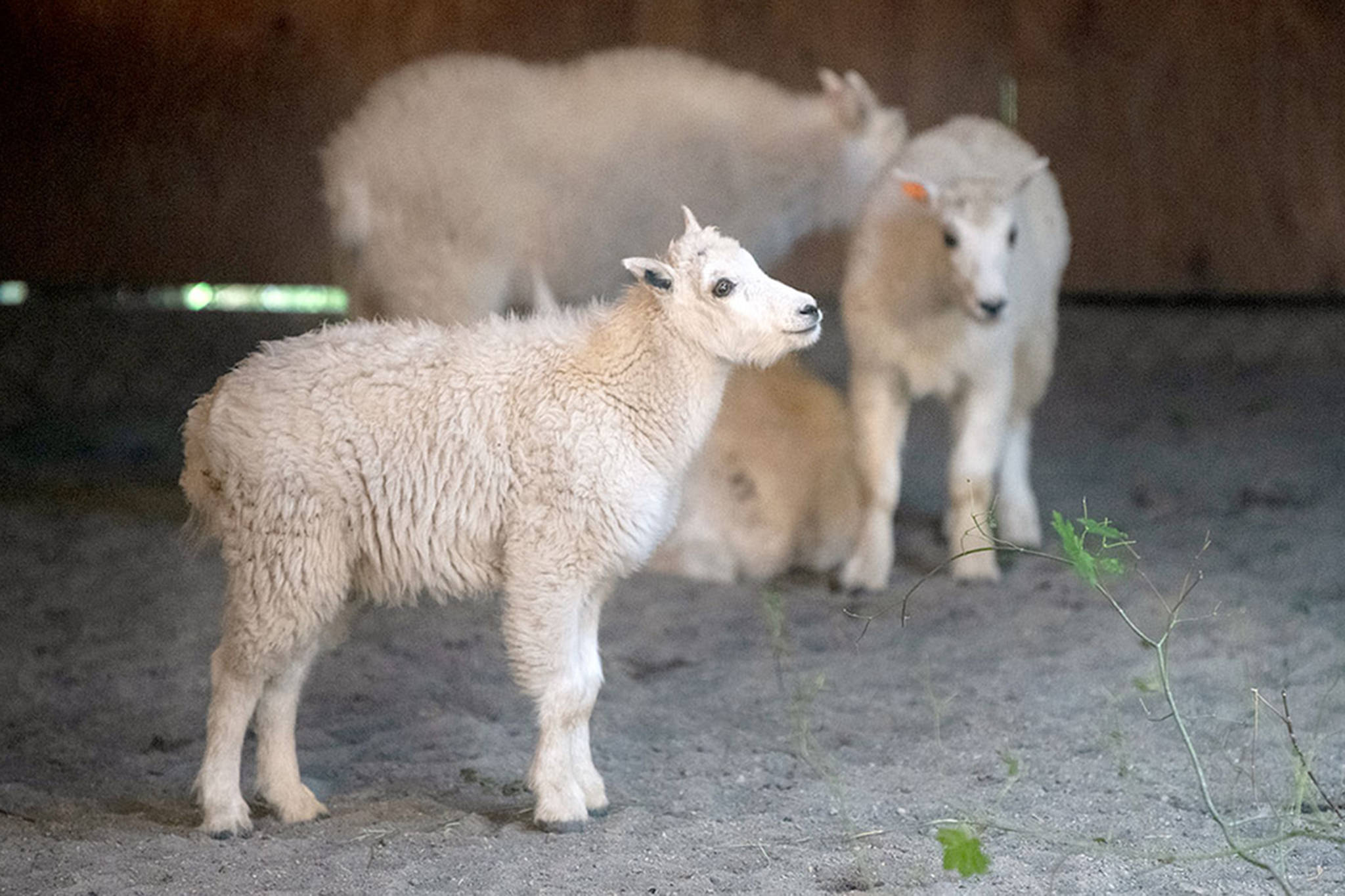 Young mountain goats housed in wildlife park