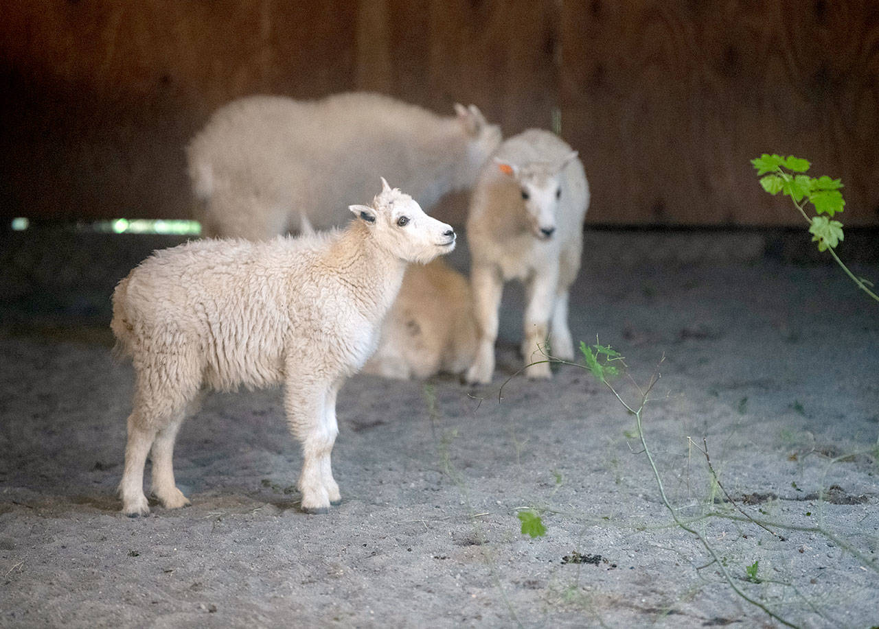 A mountain goat kid removed from the Olympic Mountains awaits eventual shipment to a wildlife park or a zoo at Northwest Trek Wildlife Park. (Katie Cotterill)