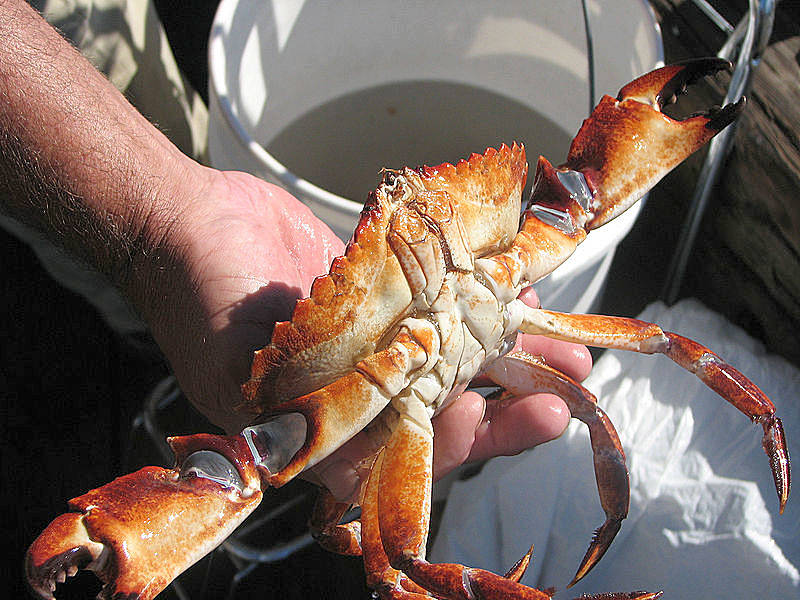 OUTDOORS: Recreational crabbing reopens in areas through Dec. 31