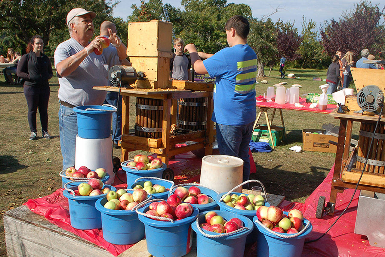 Bruce Tanner, left, and Tritten Ganiner, right, load a cider press with apples freshly picked from the Williams Manor orchard during Applestock 2018. (Olympic Peninsula News Group)