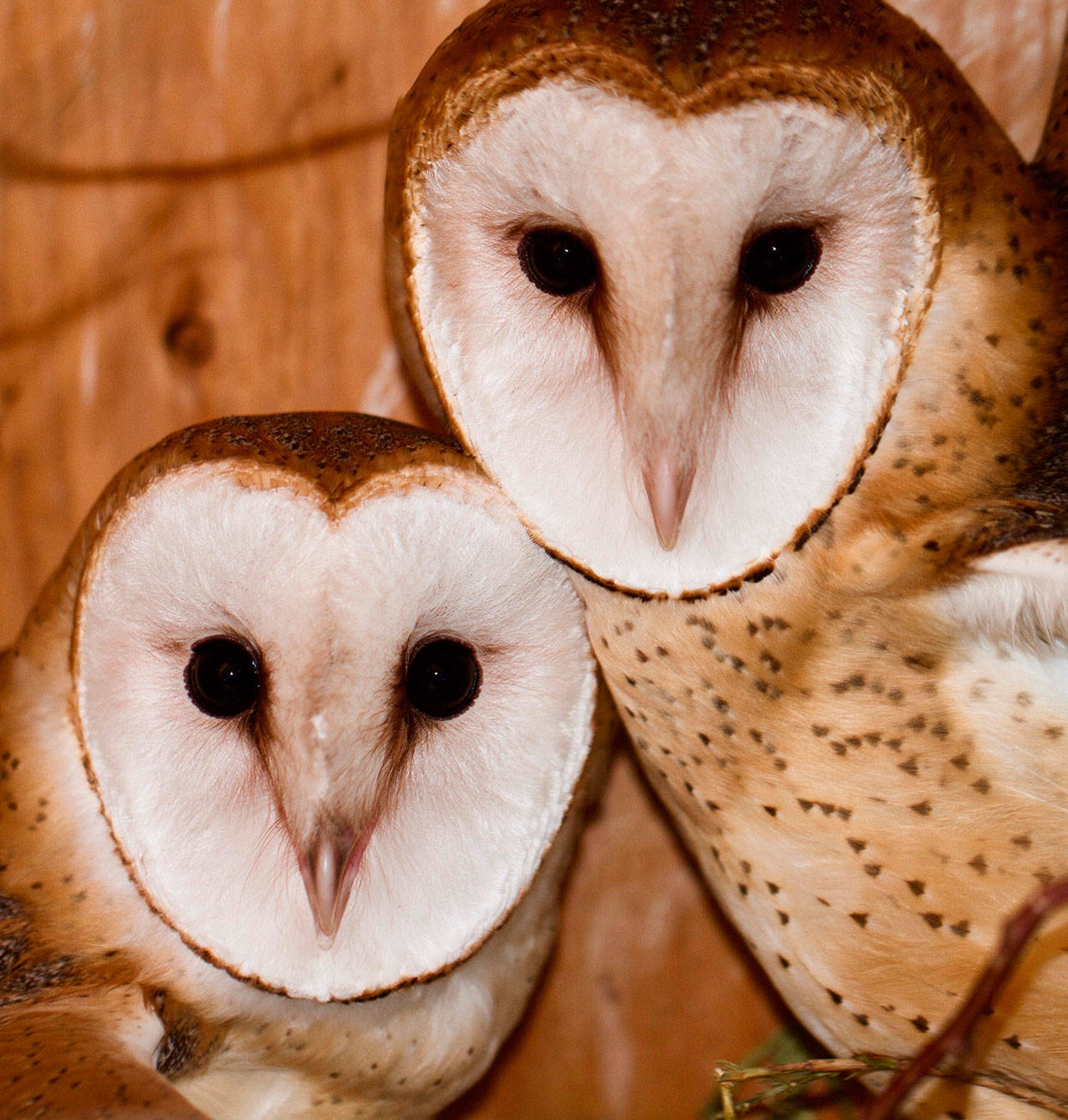 Two barn owls at Discovery Bay Wild Bird Rescue ready for release into the wild come with a barn owl box raffle this fall at Wild Birds Unlimited. Photo courtesy of Discovery Bay Wild Bird Rescue