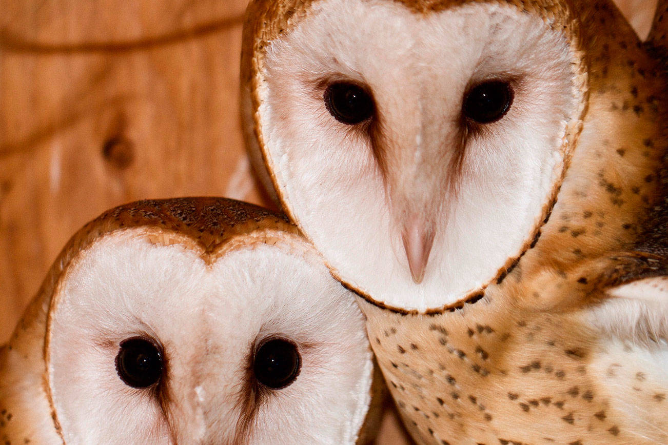 Barn owl box raffle comes with youngsters ready for release