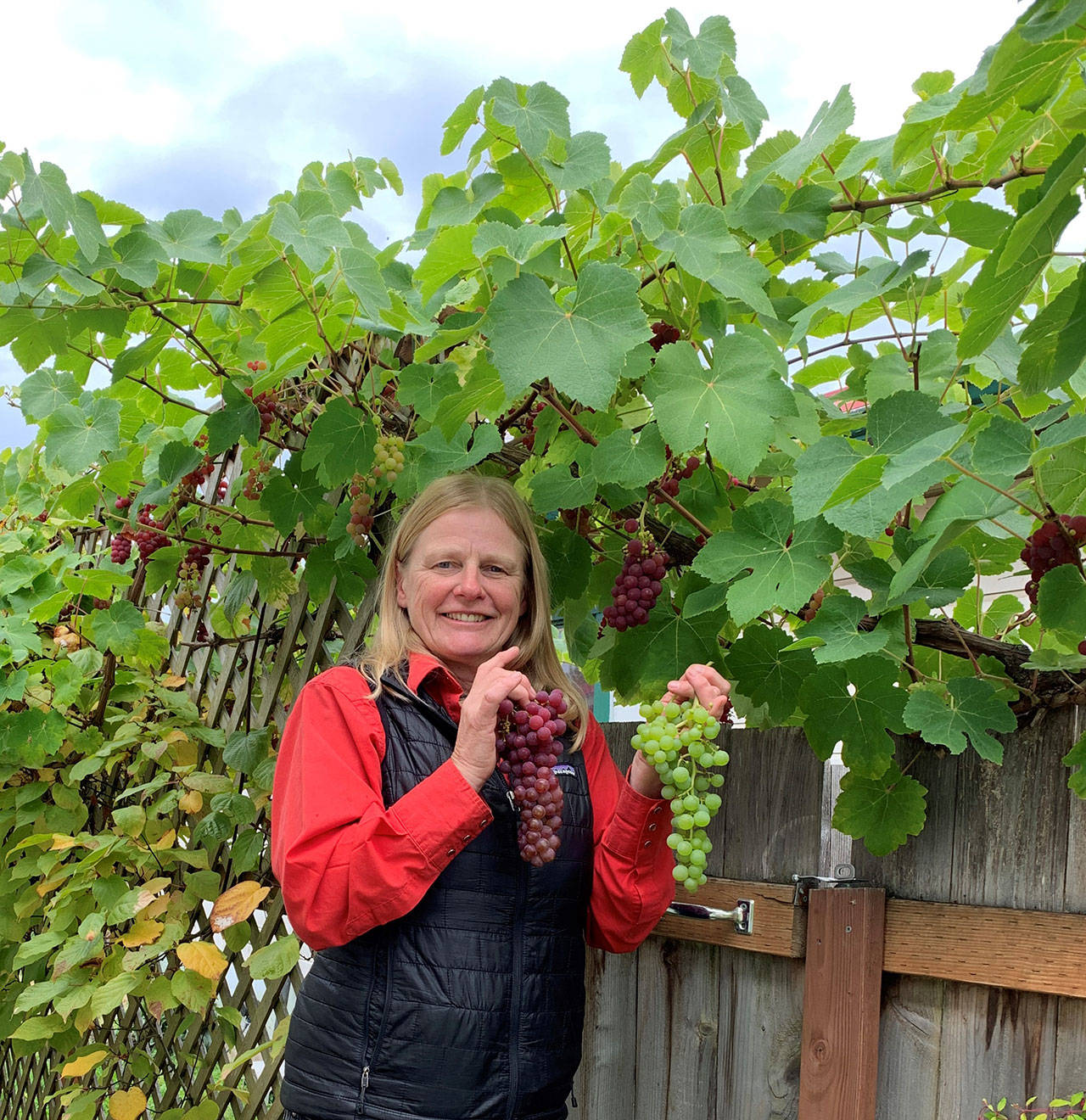 Selinda Barkhuis displays Himrod and Einset grapes grown on her city lot in central Port Angeles. (Betty Harriman)