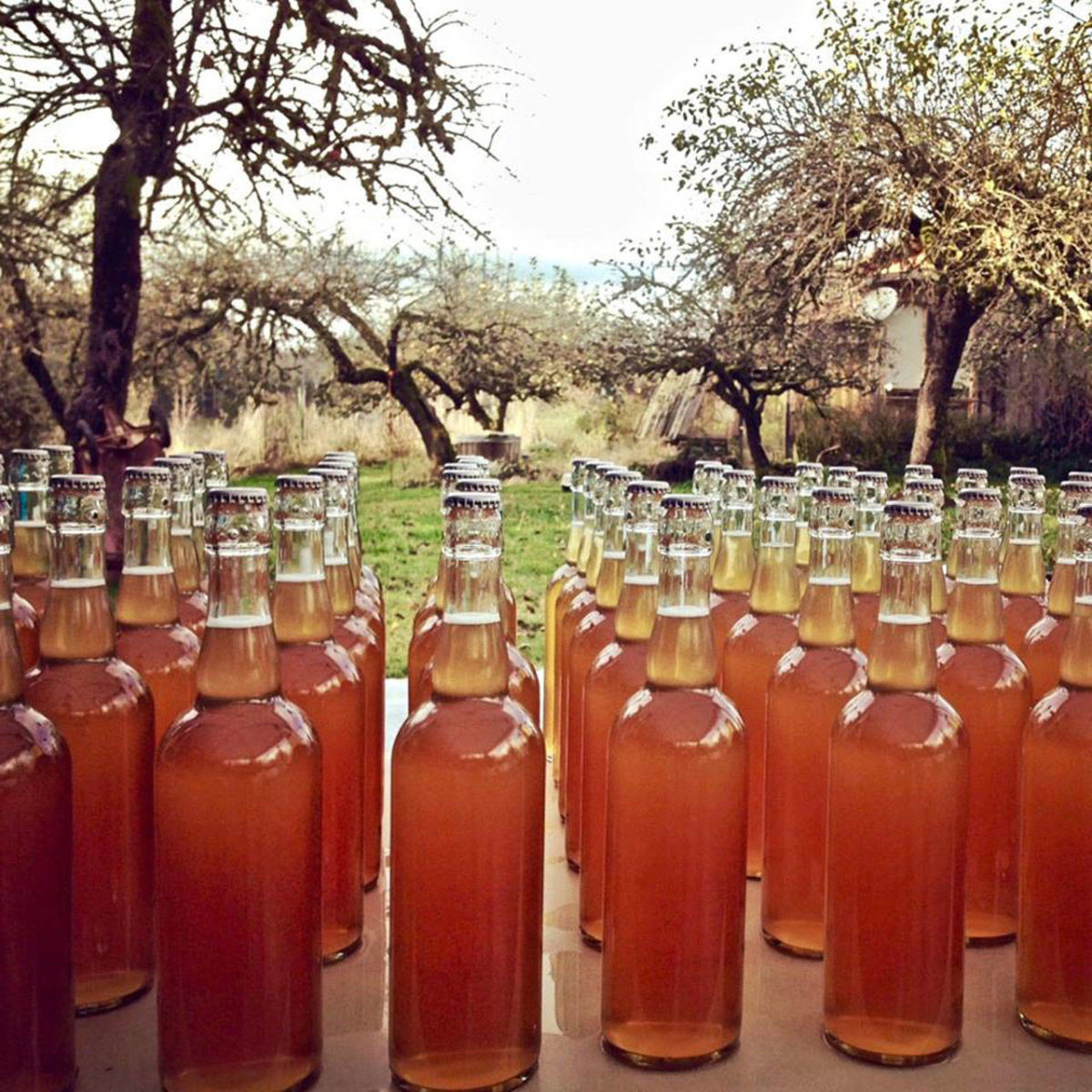 Peninsula Apple Cider Festival features food and cider Peninsula