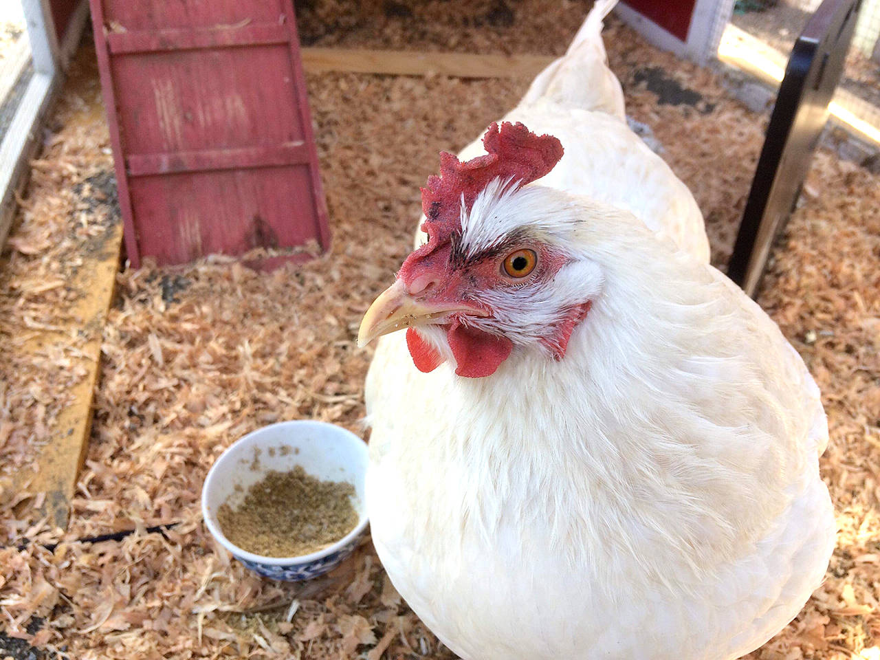 Michael Carman/Peninsula Daily News Trixie the chicken, pet hen of the author’s sister.
