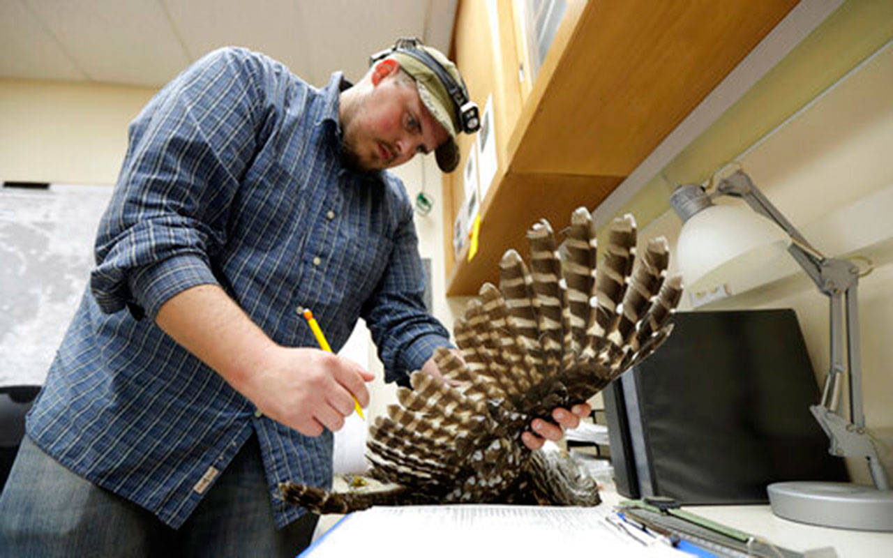Wildlife technician Jordan Hazan records data from a male barred owl in a lab in Corvallis, Ore., in the early morning hours of Oct. 24, 2018. The owl was killed earlier in the night as part of a controversial experiment by the U.S. government to test whether the northern spotted owl’s rapid decline in the Pacific Northwest can be stopped by killing its larger and more aggressive East Coast cousin, the barred owl, which now outnumber spotted owls in many areas of the native bird’s historic range. (Ted S. Warren/The Associated Press)