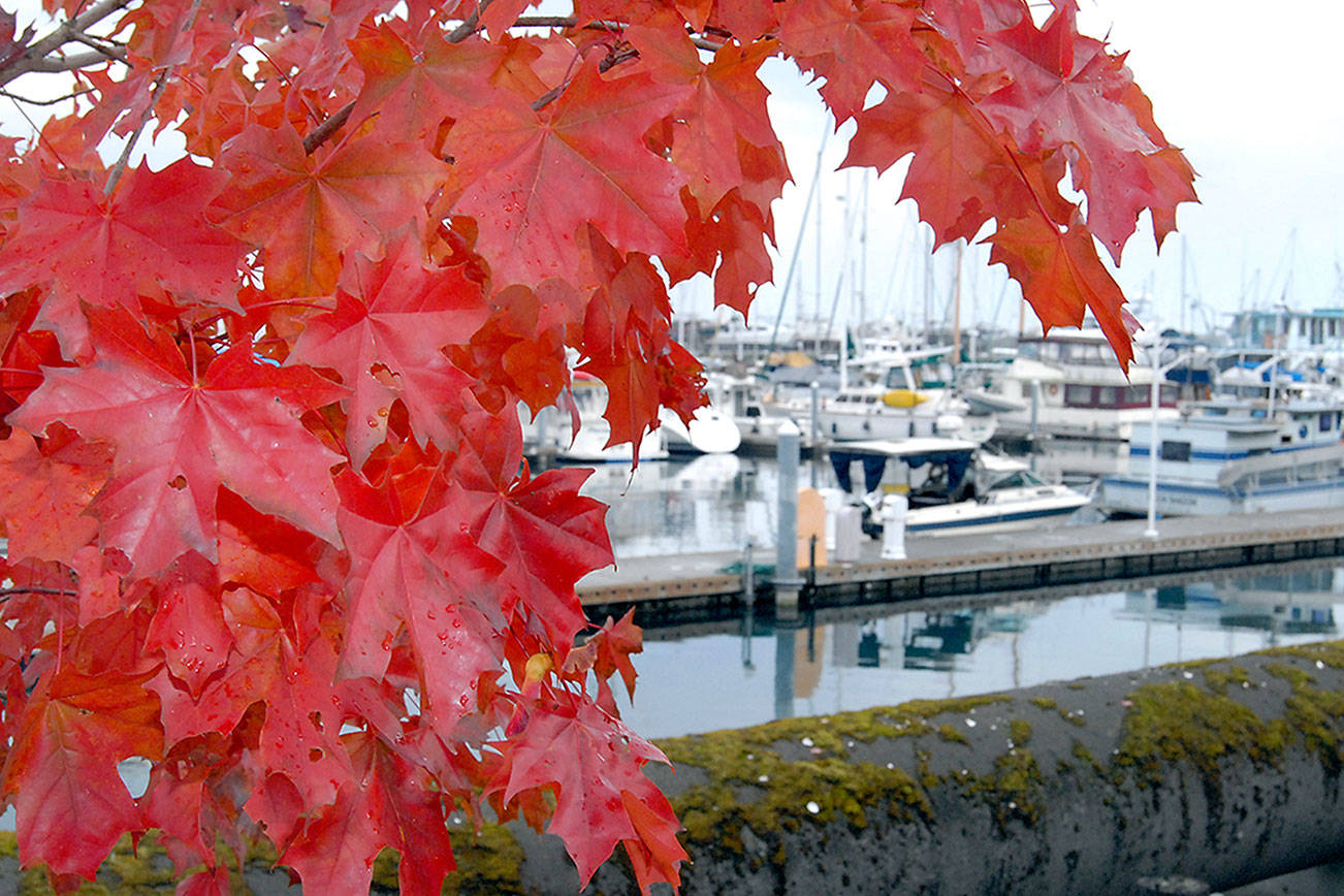 Finest fall foliage at Boat Haven
