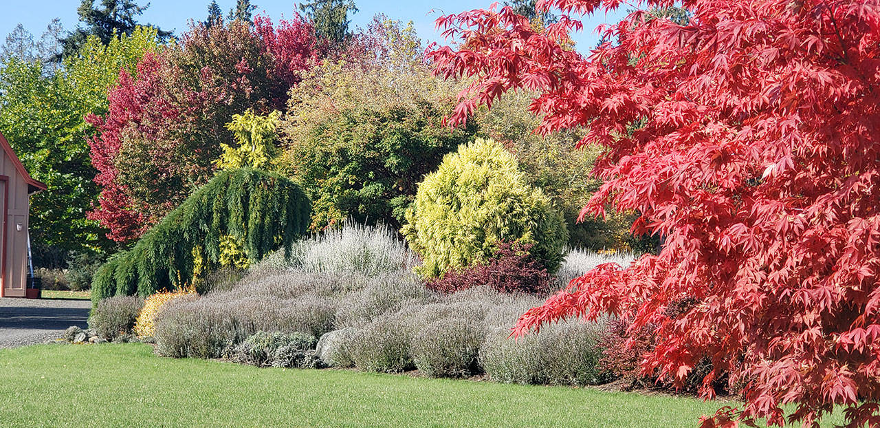Fall foliage color at a local garden in Agnew was planted in previous months of October and November. (Andrew May/Peninsula Daily News)