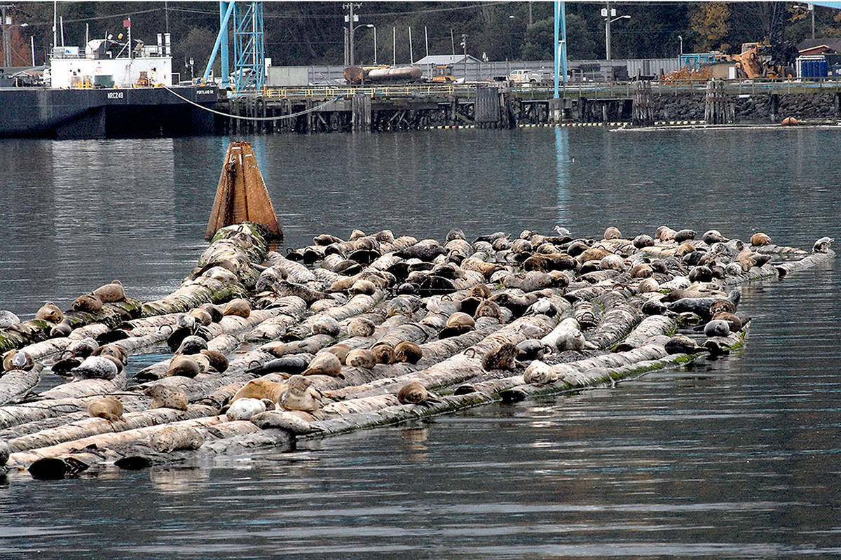 Seals chill in Port Angeles Harbor