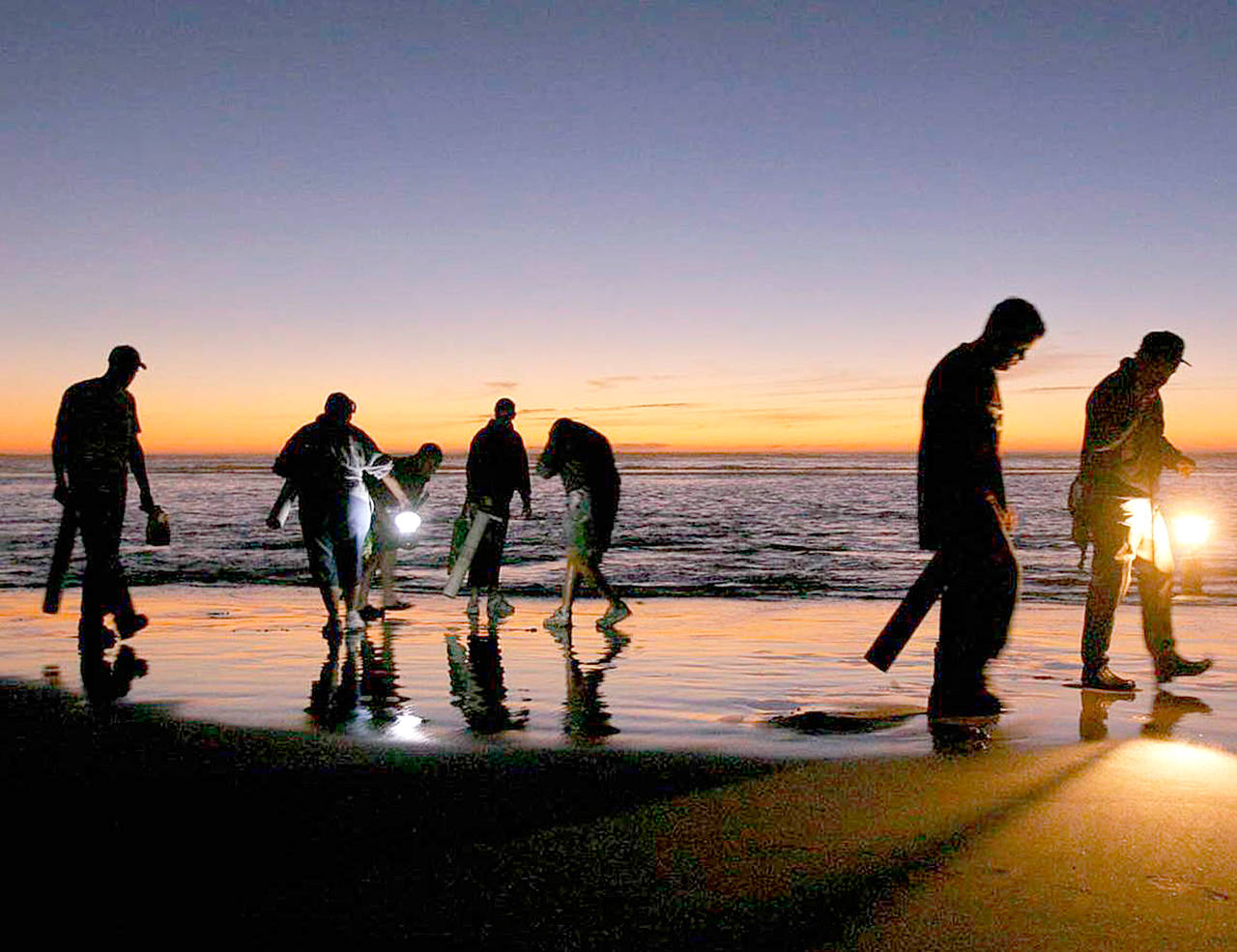 Razor clam diggers gather clams during an evening low tide at Copalis Beach. A week-long razor clam opening on Pacific Ocean beaches begins Monday. (Dan Ayers/State Department of Fish and Wildlife)