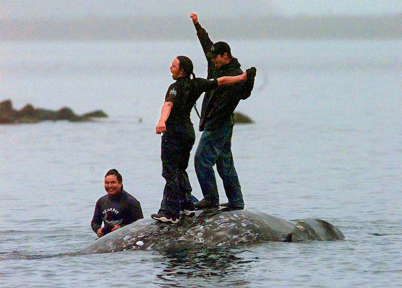 In this May 17, 1999, file photo, two Makah whalers stand atop the carcass of a dead gray whale moments after helping tow it close to shore in the harbor at Neah Bay. Earlier in the day, Makah Tribe members hunted and killed the whale in their first successful hunt since voluntarily quitting whaling more than 70 years earlier. (The Associated Press file)