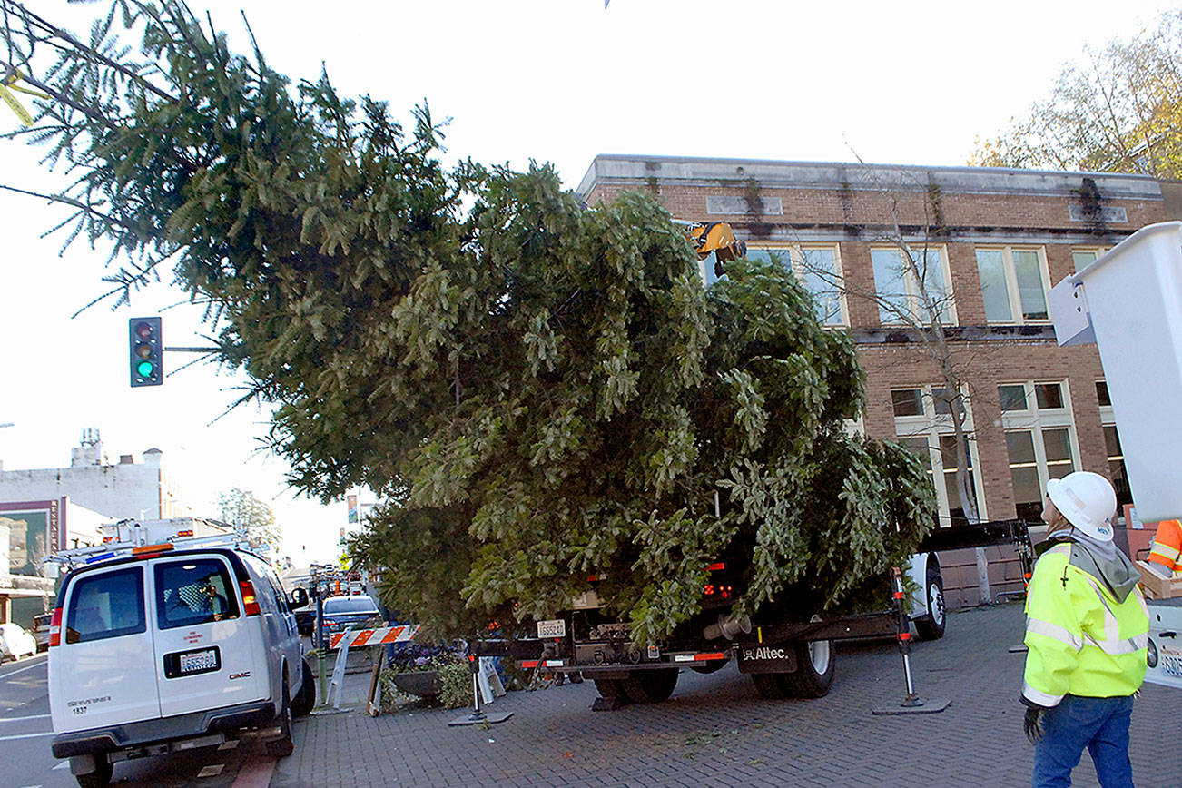 Tannenbaum on the rise in Port Angeles