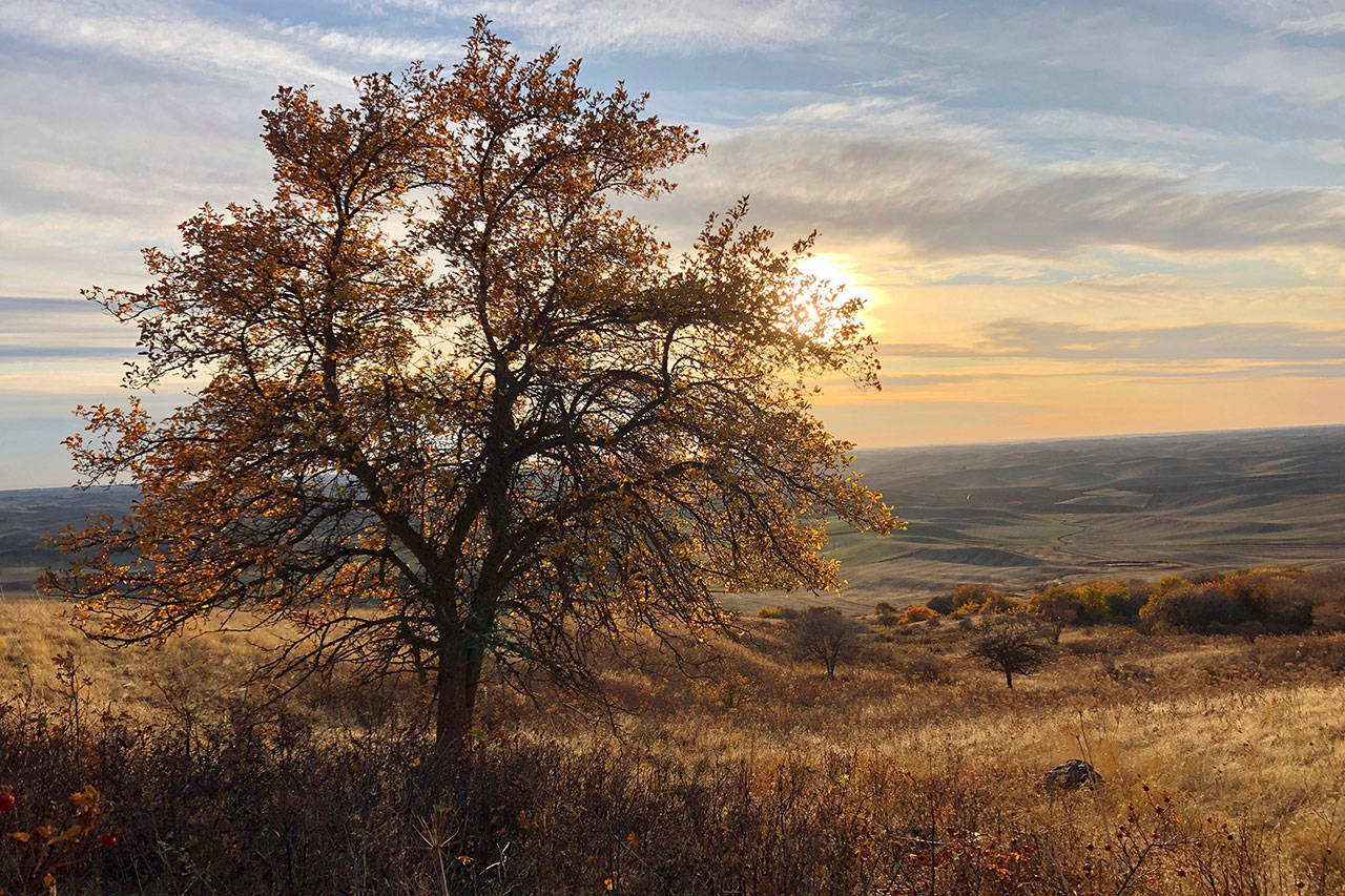 The sun sets behind an apple tree that could be a “lost” variety known as Walbridge on Oct. 22 in the Steptoe Butte area near Colfax. (Gillian Flaccus/The Associated Press)