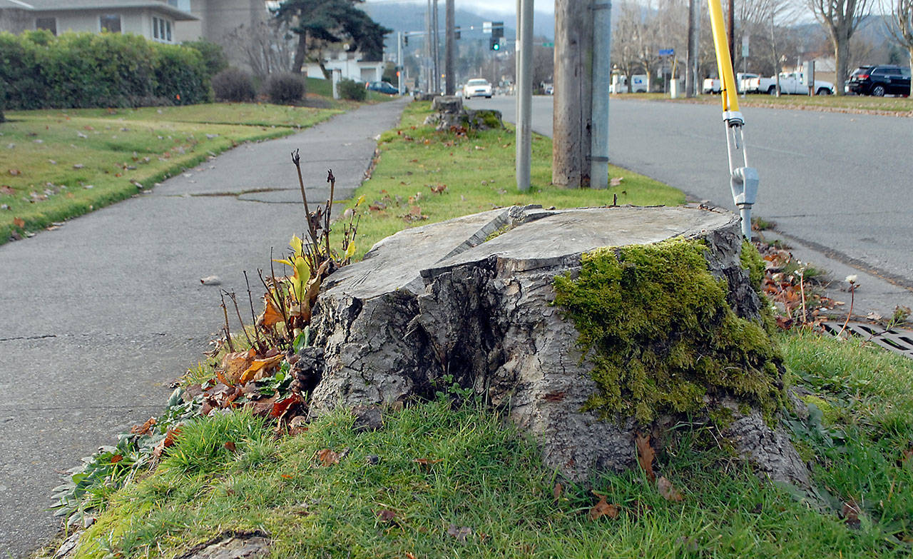 A tree stump pokes up from the verge near a broken section of sidewalk in the 300 block of South Peabody Street in Port Angeles. The city is planning the removal of several stumps in a two-block stretch of Peabody paired with sidewalk replacement. (Keith Thorpe/Peninsula Daily News)
