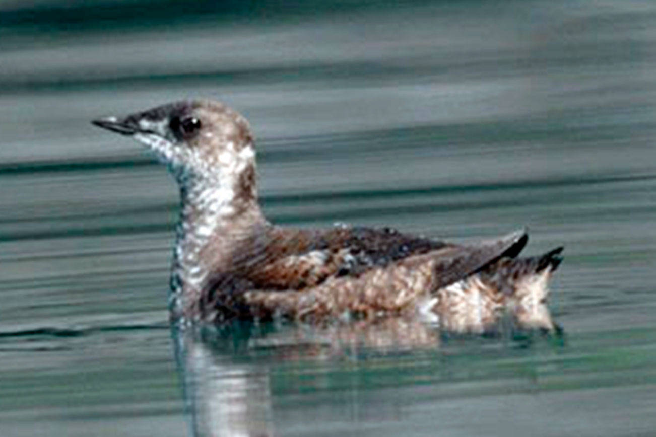 Marbled murrelet plan to have huge impact on junior taxing districts, Forks official says