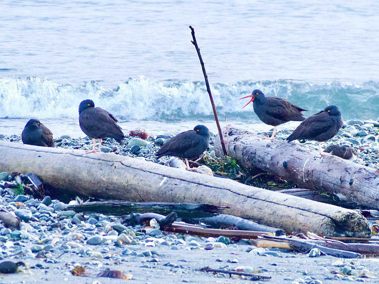 These black oystercatchers were found on a Port Townsend beach during the Admiralty Audubon’s Christmas Bird Count last Saturday. (Wendy Feltham)