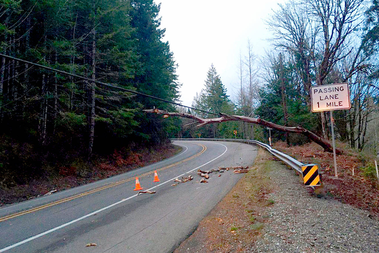 Wind through Jefferson County knocks down trees on 101