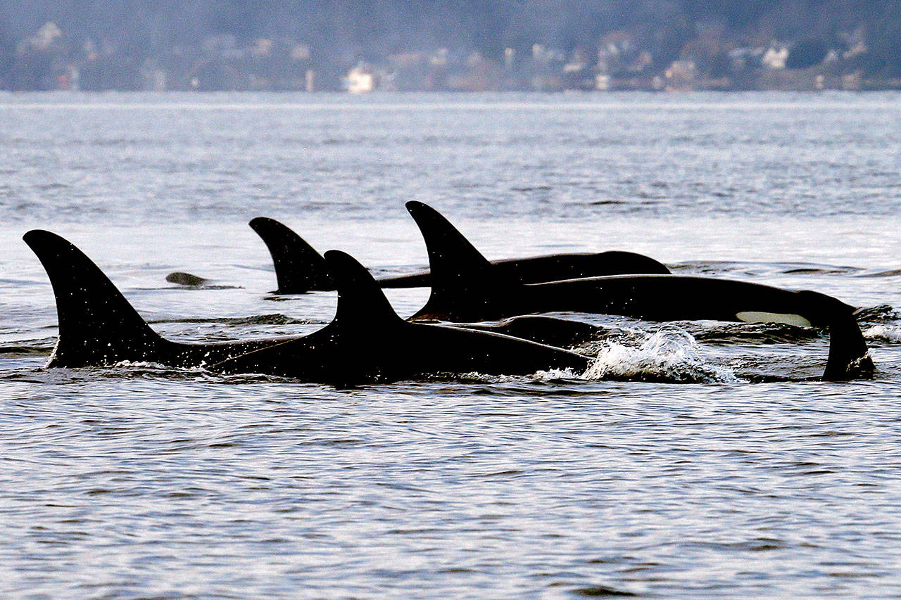 Endangered orcas from the J pod swim in Puget Sound west of Seattle, as seen from a federal research vessel that had been tracking the whales, on Jan. 18, 2014. An aquarium and an engineering firm in Massachusetts are partnering on a project to better protect whales by monitoring them from satellites in space. (Elaine Thompson/The Associated Press)
