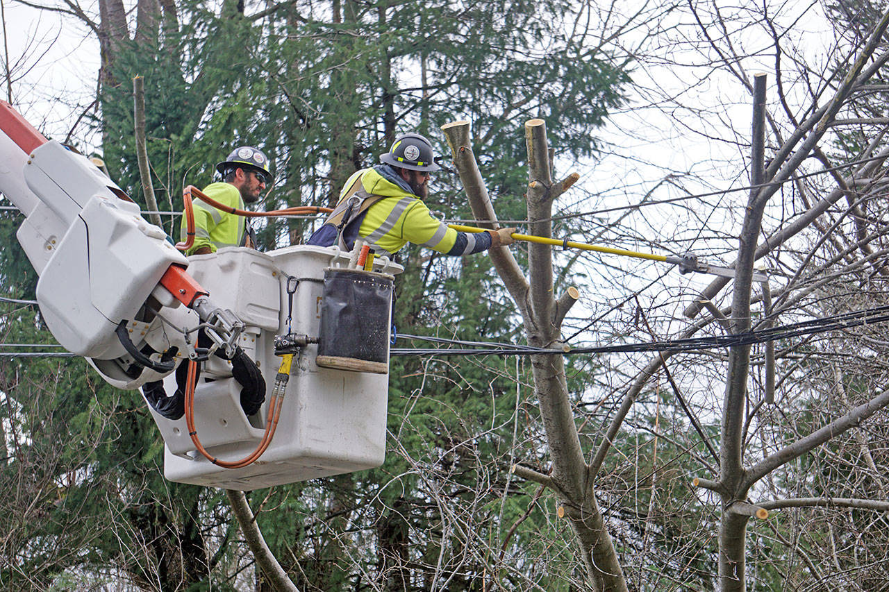 Jefferson Public Utility District lineman Casey Alm, left, and Jon Dehnert cut down a willow tree off of power lines along Center Road just before entering downtown Quilcene. (Jefferson County Public Utility District)