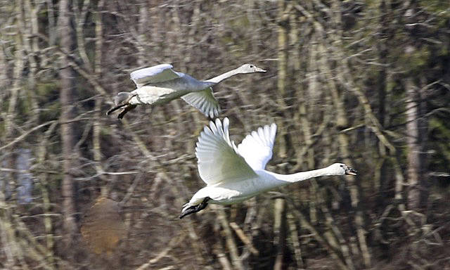 Wintering trumpeter swans are seasonal residents of the North Olympic Peninsula. ( Judith White/Olympic Peninsula Audubon Society)