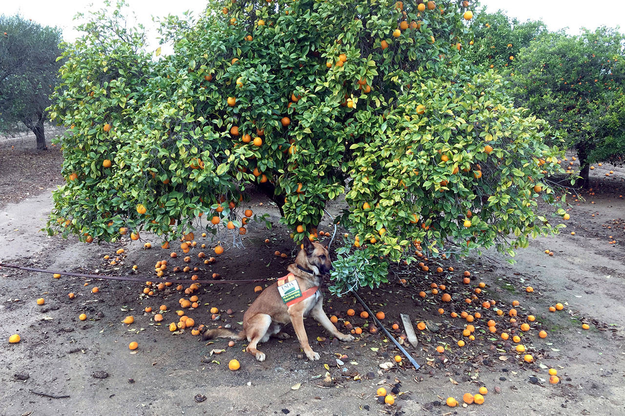 In this February 2017 photo provided by the United States Department of Agriculture, detector canine ‘Szaboles’ works in a citrus orchard in California searching for citrus greening disease, a bacteria that is spread by a tiny insect that feeds on citrus trees. (Tim R. Gottwald/USDA via The Associated Press)