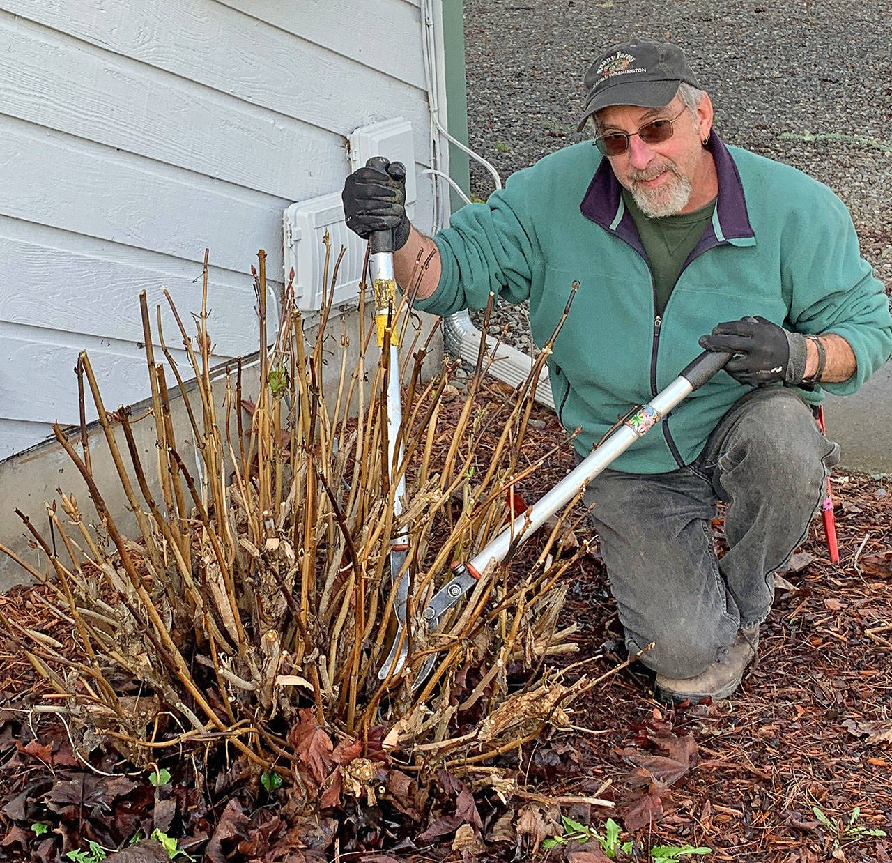 Keith Dekker, who will talk about pruning ornamentals Thursday in the Clallam County Courthouse Commissioners’ Meeting Room, is pictured at a job site in Sequim pruning a hydrangea. (Submitted photo)