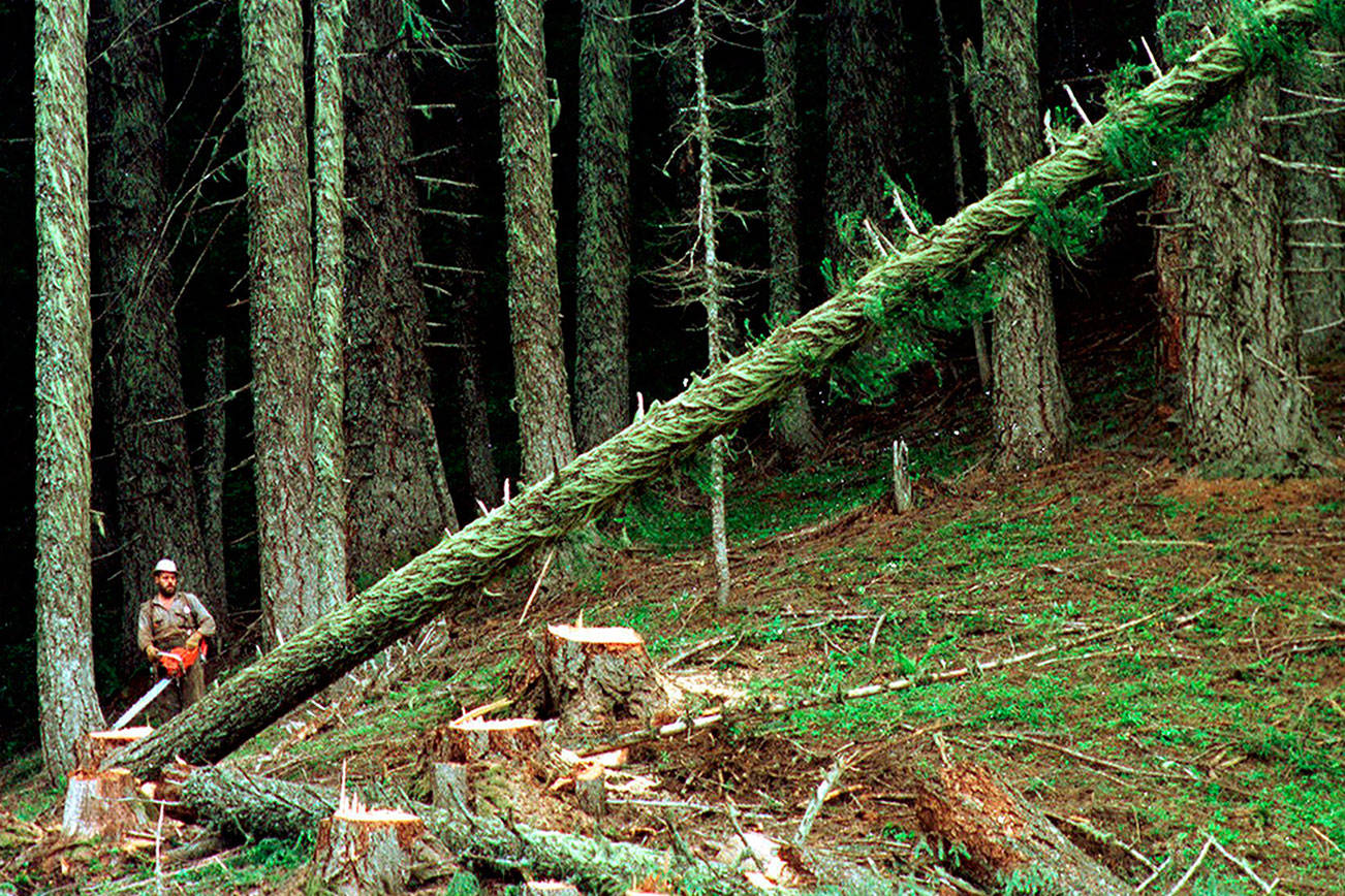 Timber companies, environmentalists sign ‘historic’ pact