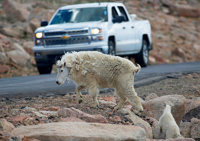 In this July 15, 2016, file photo, a mountain goat leads its kid across the Mount Evans Scenic Byway just below the summit near Idaho Springs, Colo. Wyoming wildlife managers are criticizing plans by Grand Teton National Park to shoot nonnative mountain goats by helicopter. The Wyoming Game and Fish Commission on Monday, Jan. 13, 2020, approved a resolution opposing the plans, favoring the use of volunteers to hunt the goats on the ground. (David Zalubowski/Associated Press file)