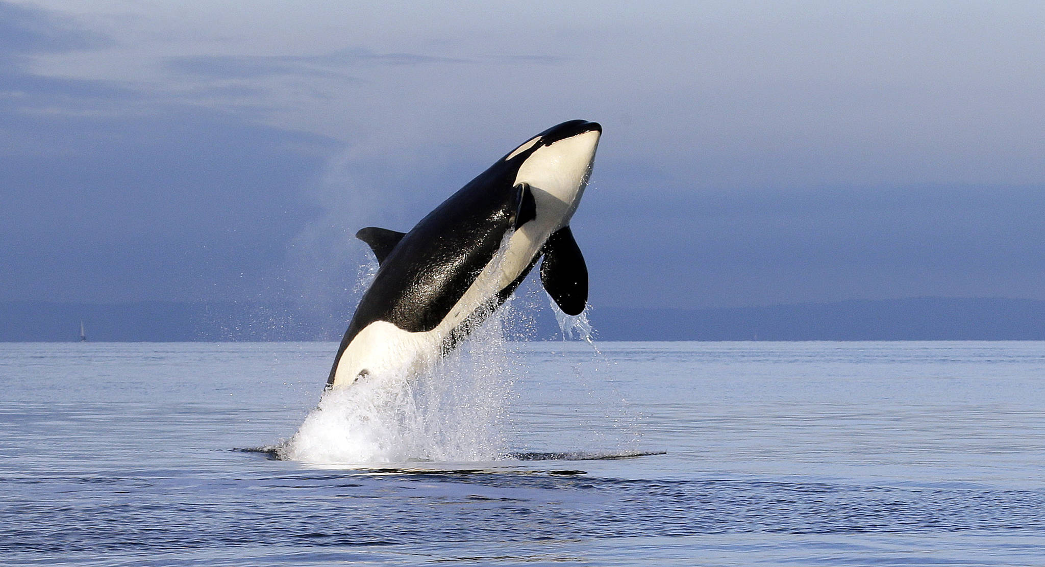 FILE- In this Jan. 18, 2014, file photo, an endangered female orca leaps from the water while breaching in Puget Sound west of Seattle, Wash. A federal report released Friday, Feb. 28, 2020, rejected the idea of removing four hydroelectric dams on a major Pacific Northwest river in a last-ditch effort to save threatened and endangered salmon. Scientists also warn that southern resident orcas are starving to death because of a dearth of the chinook salmon that are their primary food source. Dam removal could increase the numbers of two key stocks of chinook salmon for orcas. (AP Photo/Elaine Thompson, File)