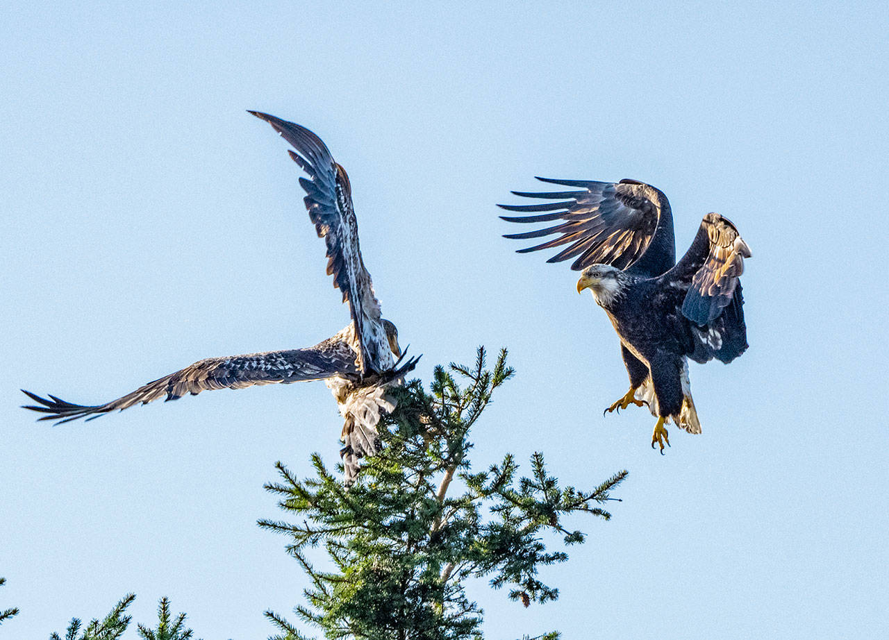 High-flying fight