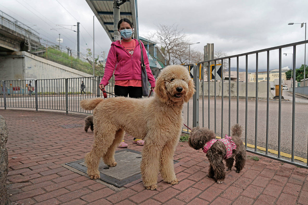A woman wearing face mask walks her dogs in Hong Kong on Thursday, March 5, 2020. Pet cats and dogs cannot pass the new coronavirus to humans, but they can test positive for low levels of the pathogen if they catch it from their owner. (Kin Cheung/The Associated Press)