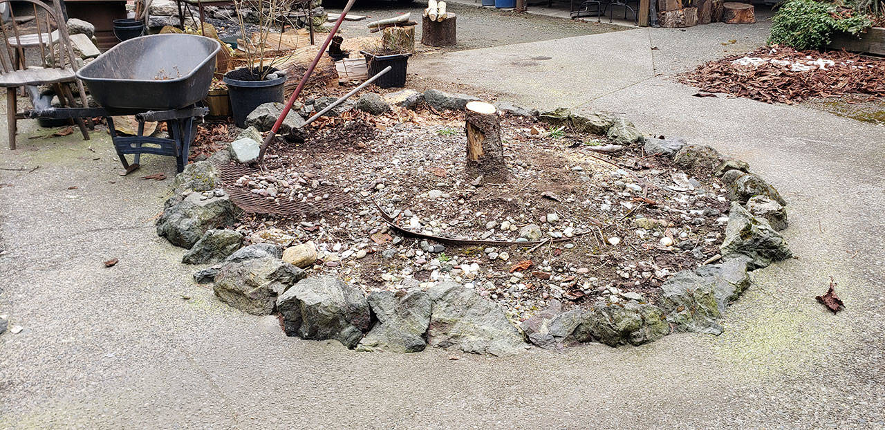Beginning to turn an old landscape spot into a “Corona Cornucopia” garden. (Andrew May/For Peninsula Daily News)