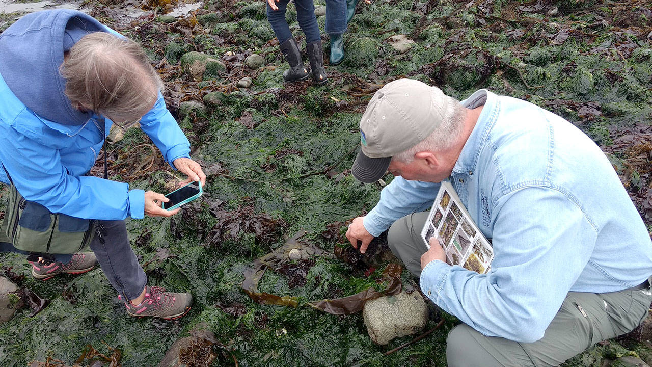 People explore the seaweed on the beach for organisms last year. (Port Townsend Marine Science Center)