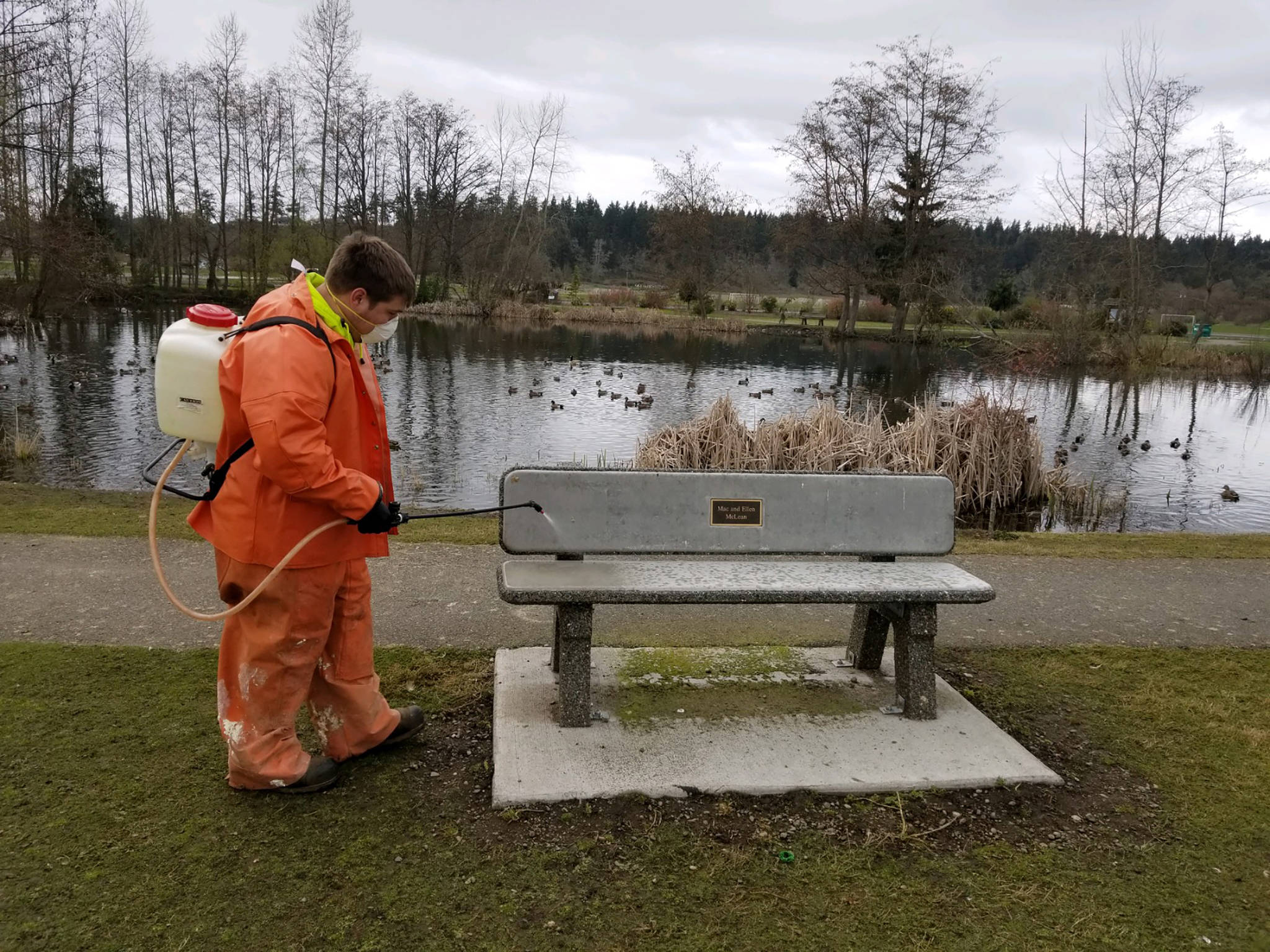 Michael Latimer, a City of Sequim Public Works crew member, sanitizes a city bench. (Photo courtesy of City of Sequim)