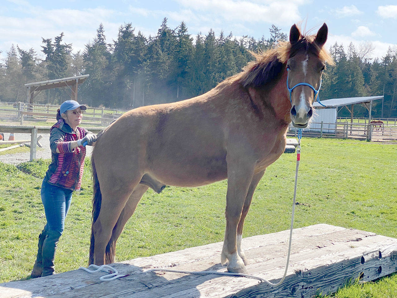 The stay-at-home orders due to the COVID-19 virus doesn’t have to feel limiting. Freedom Farm owner Mary Gallagher looks at it as an opportunity for horse owners to spend more time building up a good relationship with their horse, just as she is doing with Einstein. She’s been getting the almost 3-year-old horse out of his pen for a while every day for fun learning activities like teaching him to stretch out and place his front legs on a platform, then standing still, untied, while she grooms him – an exercise that’s good for both their spirits. Photo by Mary Tulin
