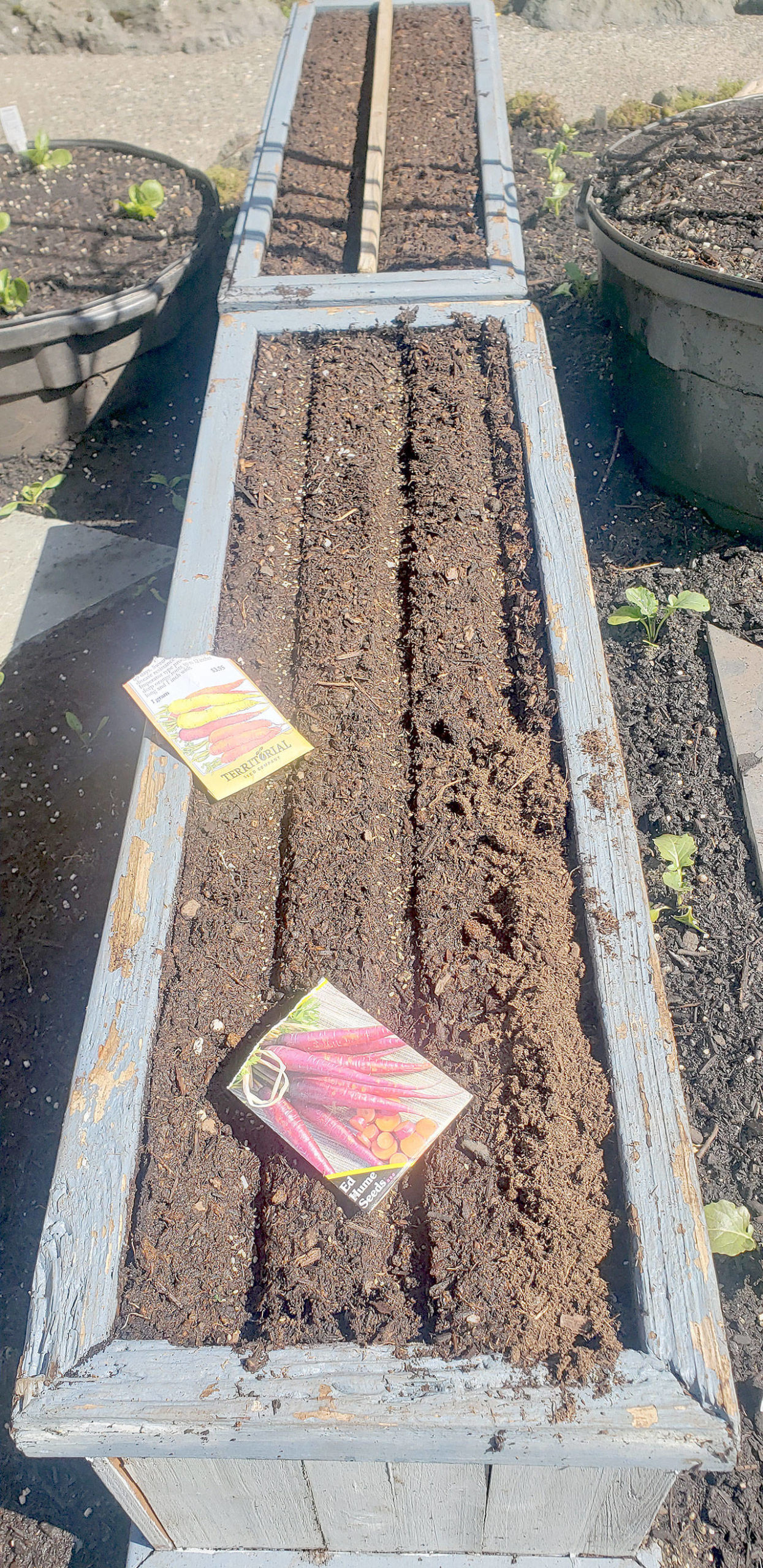 One of my favorite tricks is using a board to depress potting soil in a row, then sprinkle and top dress your seeds with that soil — which greatly aids in germination. (Andrew May/For Peninsula Daily News)