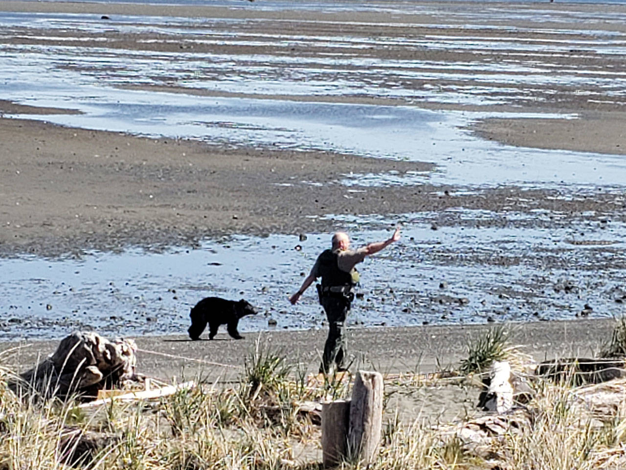 Officers with the Washington Department of Fish and Wildlife’s Law Enforcement Program look to divert a black bear from residents and homes north of Sequim this past weekend. (Photo courtesy of Washington Department of Fish and Wildlife)